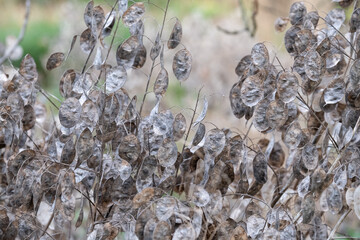 Dried seed pods of the Lunaria Annua plant, called Honesty or Annual Honesty. Photographed in late autumn at Wisley, Surrey UK.