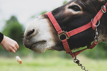 close-up portrait of a horse