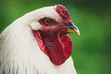 close up portrait of a chicken