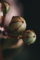 Vertical macro of seed pods