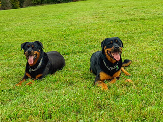 2 Rottweiler liegen auf der Wiese