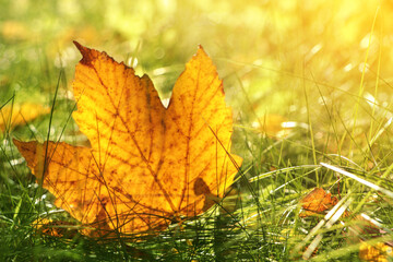 Beautiful fallen leaf among green grass outdoors on sunny autumn day, closeup. Space for text