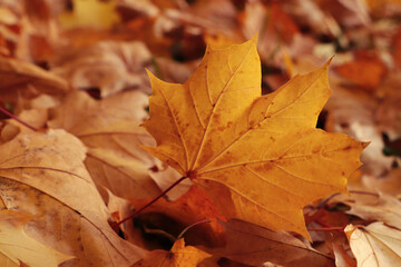 Naklejka na ściany i meble Pile of beautiful fallen leaves outdoors on autumn day, closeup