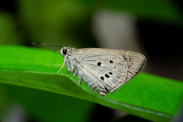 a white butterly on green leaf with amazing details on wings and beautiful eyes 