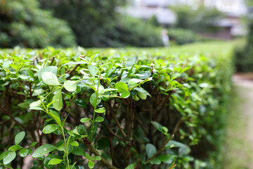 Beautiful green boxwood hedge outdoors, closeup. Landscape design