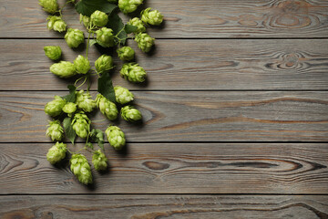 Branch of fresh green hops on wooden table, top view. Space for text
