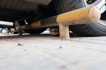 a cat under a car