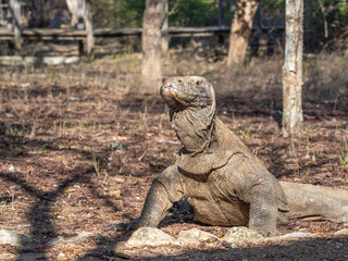 Komodo Dragon posing