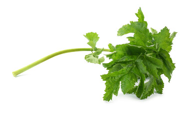 Tasty fresh green parsnip leaves isolated on white