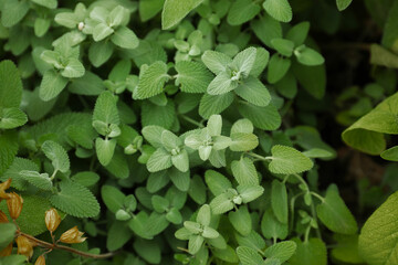 Beautiful melissa with lush green leaves growing outdoors