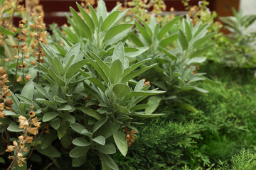 Beautiful sage with green leaves growing outdoors