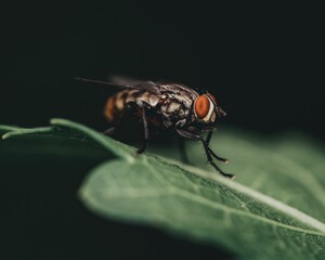 Macro of a house fly on a leaf over a black background