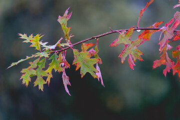 Close up from oak leaves in autumn. Abtwoudsebos, Delft, The Netherlands.
