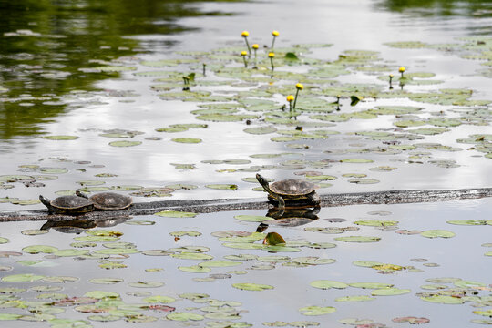 Map Turtles on the log