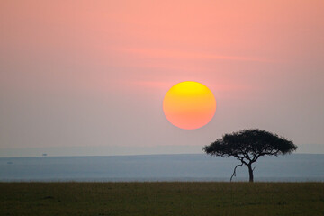 Lone tree on the horizon in the Masai Mara in Kenya	