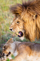 Male and female lion mating in the Masai Mara in Kenya	