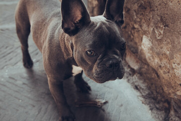 French Bulldog