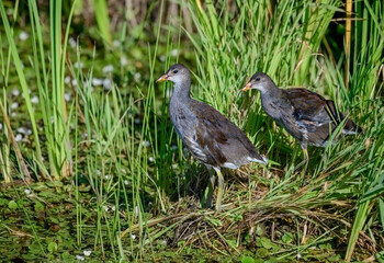 Common Gallinule siblings
