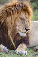 Fototapeta na wymiar Portrait of a male lion in the Masai Mara in Kenya