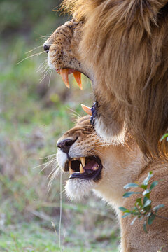 Male and female lion mating in the Masai Mara in Kenya	