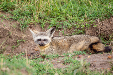 Naklejka na ściany i meble Bat-eared Fox resting at the mouth of its den in the Masai Mara, Kenya 