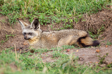 Bat-eared Fox resting at the mouth of its den in the Masai Mara, Kenya	