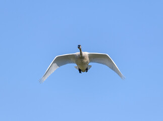 Trumpeter Swan