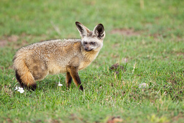 Bat-eared Fox resting at the mouth of its den in the Masai Mara, Kenya	