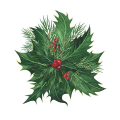 Christmas holly leaves berries, pine, spruce isolated on white. Watercolor hand drawn Xmas illustration. Art for design
