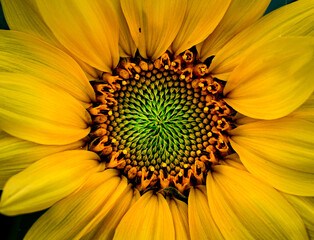 center of a sunflower