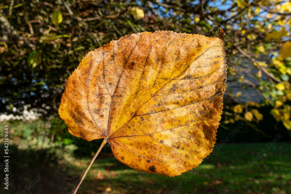 Wall mural common lime tree leaf (tilia x europaea) in autumn fall colour, macro close up stock photo image