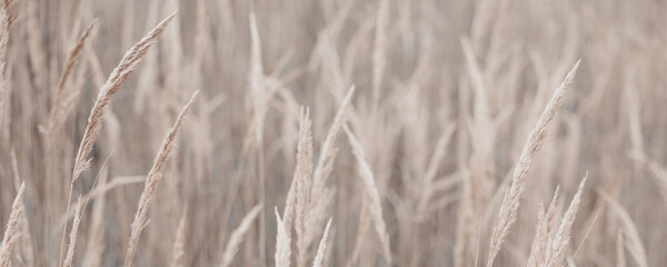 Pampas grass in autumn. Natural background. Dry beige reed. Pastel neutral colors and earth tones. Banner. Selective focus. Banner