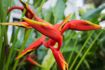 Green leafs on blurred background in garden