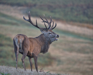 Red deer stag in Bradgate Park .