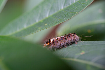 A beautiful hairy caterpillar behind the green leaf, don't ever touch it with your finger. because it will sting your finger and make it itchy.	