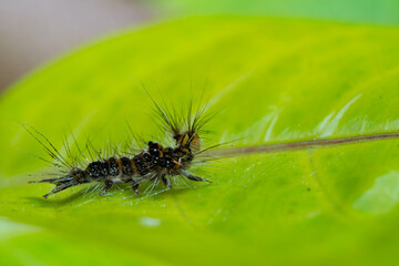 Scary hairy caterpillar walking on green leaf, don't ever touch with your finger. because it will sting your finger and make itchy.