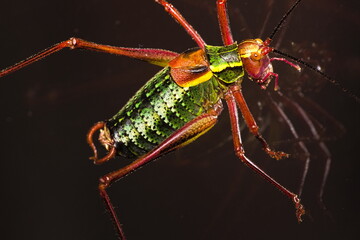 Closeup image of  Alpine Saw Bush-cricket, Southern Saw-tailed Bush-cricket, Barbitistes obtusus, katydid in the southern European alps