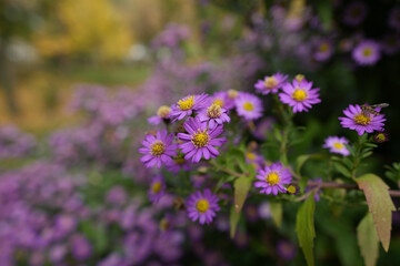 flowers in the garden