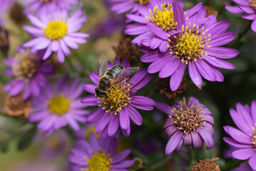 bee on a flower