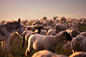 A guard donkey protects a sheep herd on the field in the warm light of sunrise in Germany, Europe