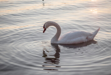 Naklejka premium Beautiful View Of A Graceful Swan In Lake
