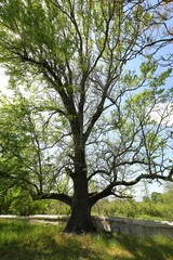 Obraz premium The gable of a 200 year old Cape Dutch farmhouse in the Western Cape.