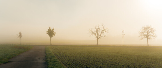 bare trees on the misty field in the morning - Powered by Adobe