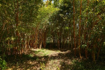 A bamboo grove on a farm in the Western Cape, South Africa.