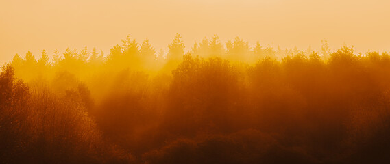 Forest in orange light, fog, abstract