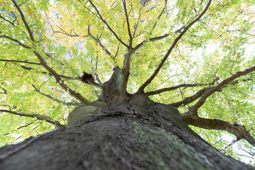 Fototapeta premium Low angle view of a tree in fall 