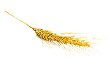 Grain field. Whole, barley, harvest wheat sprouts. Wheat grain e