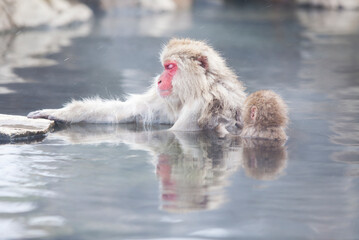 Japanese macaque monkeys bathing in hot springs