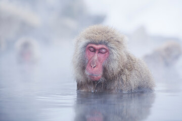 A Japanese monkey relaxing in a hot spring
