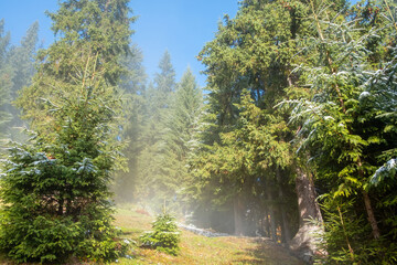 Misty landscape of morning in a moutain forest. Sun rays flowing through the evergreen pine and fir tree branches. Melting first snow